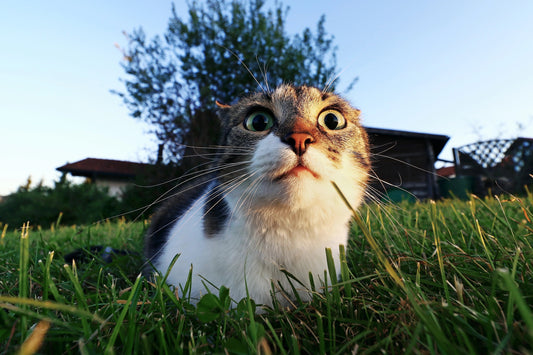 I was completely caught off guard when I learned that my daughter had adopted a cat…
