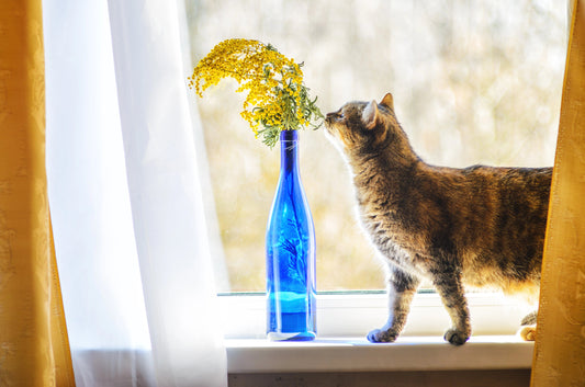 The Amazing Healing Power of Cats