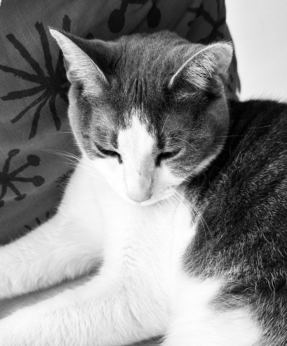 Mitty: A Dream Woven with Love