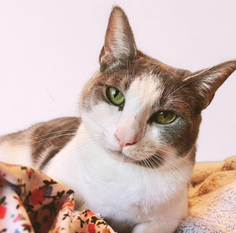 Moonlite Factory: Inside Mitty Mau World